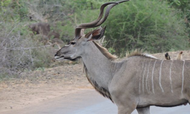 Teaching Animal Vocabulary