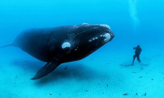 Talking About Ocean Conservation